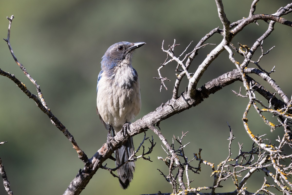 California Scrub-Jay - Kalpesh Krishna