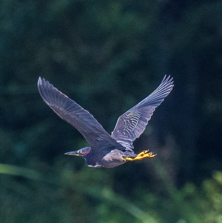 Green Heron - ML621669259