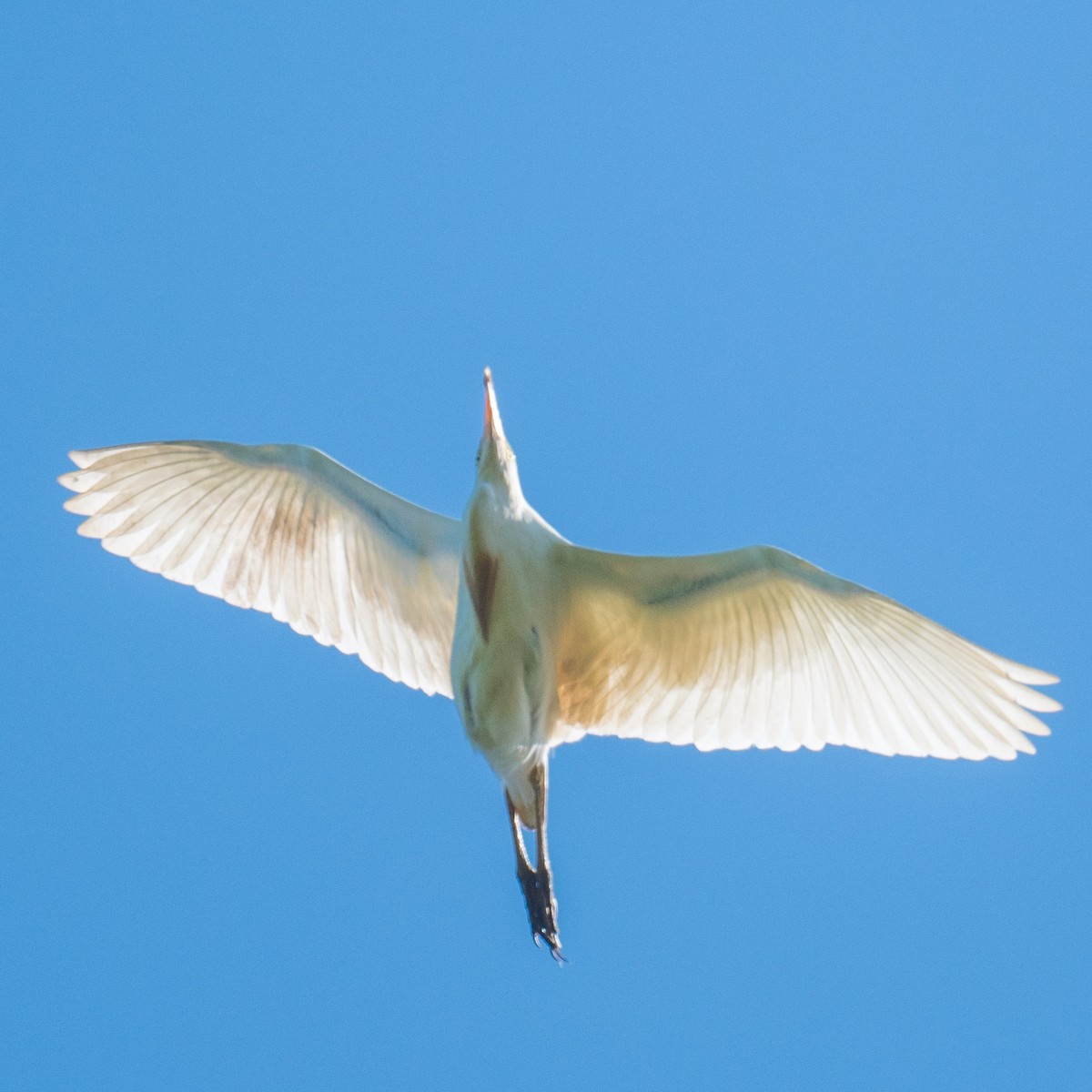 Western Cattle Egret - ML621669262