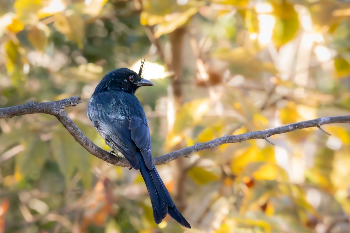 Crested Drongo - ML621669267