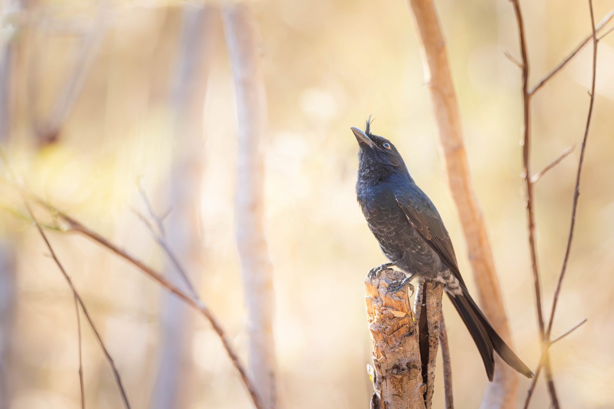 Crested Drongo - ML621669269