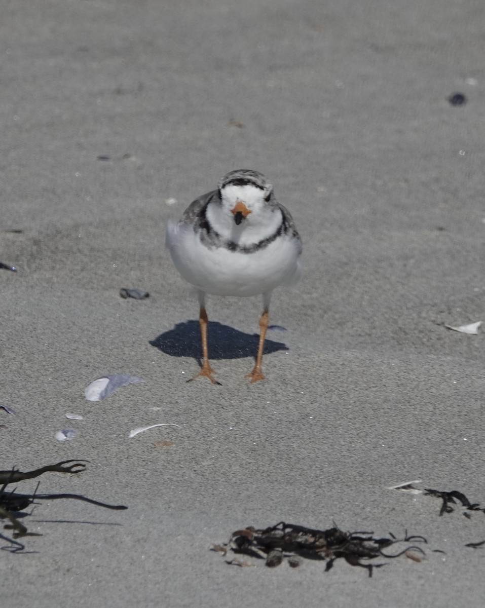 Piping Plover - ML621669285