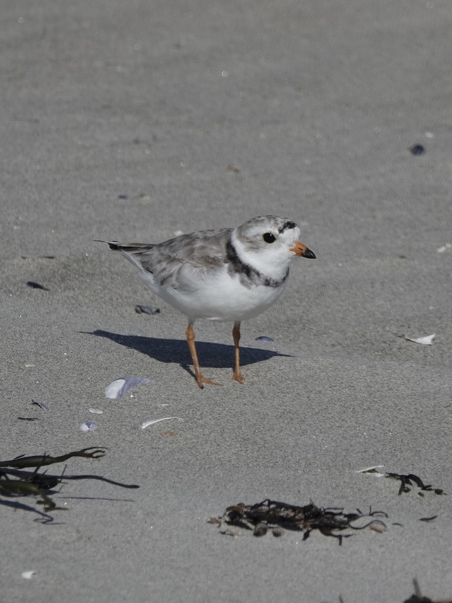 Piping Plover - ML621669286