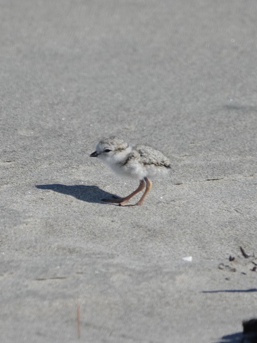 Piping Plover - ML621669287
