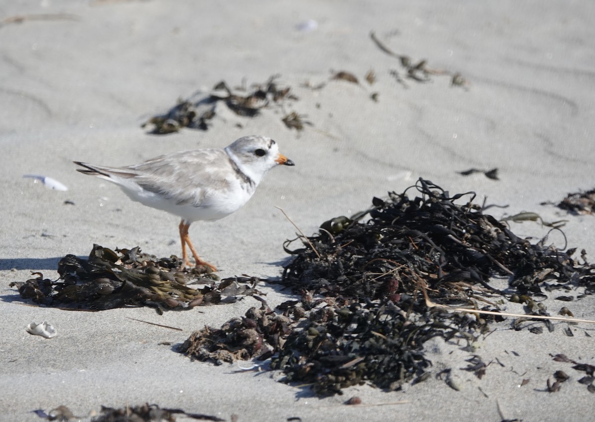 Piping Plover - ML621669288