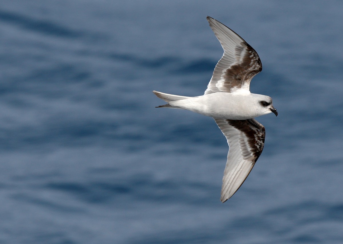 Fork-tailed Storm-Petrel - ML621669301