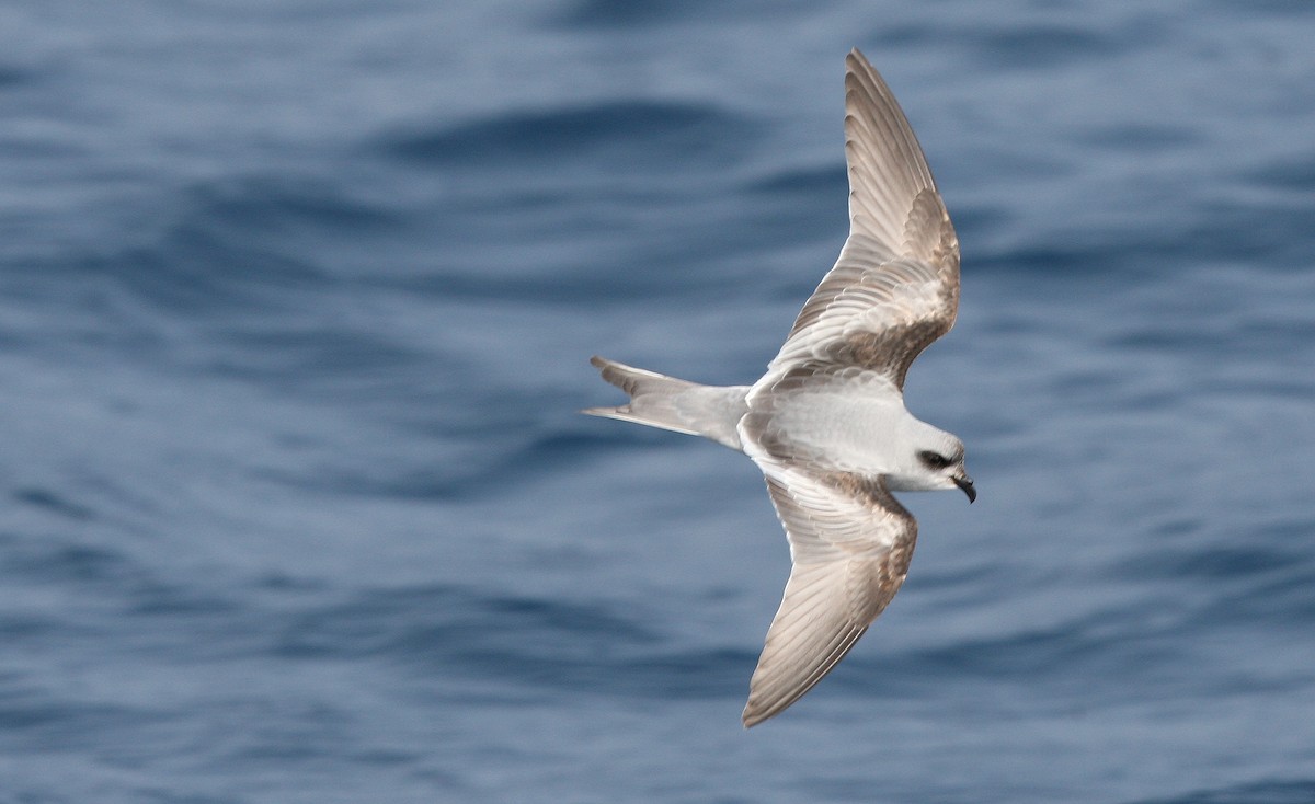 Fork-tailed Storm-Petrel - ML621669302