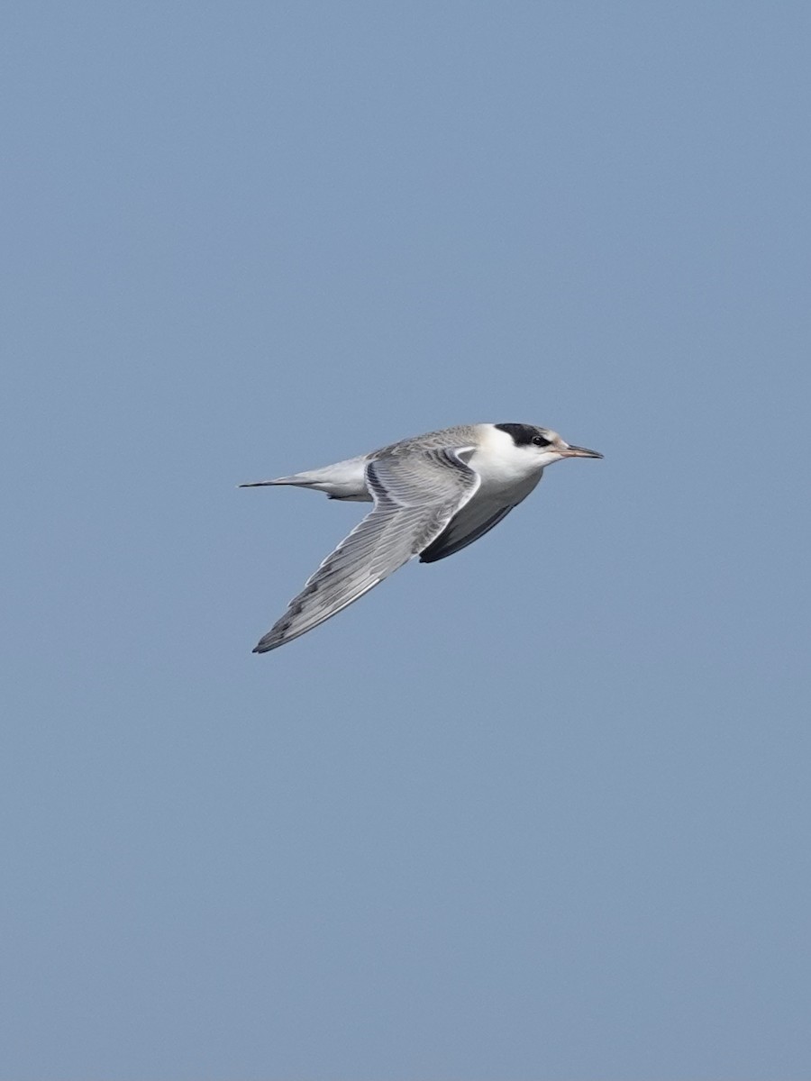 Common Tern - ML621669319