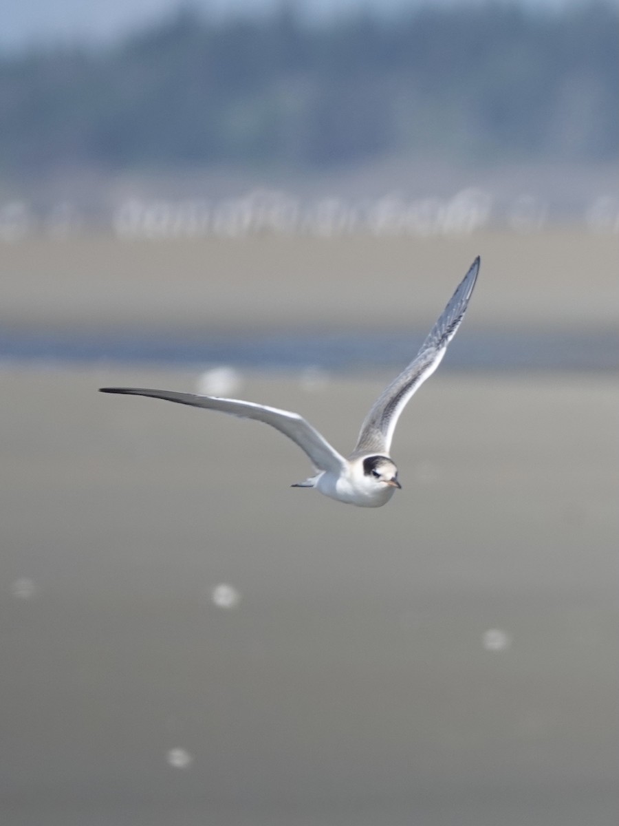 Common Tern - ML621669320