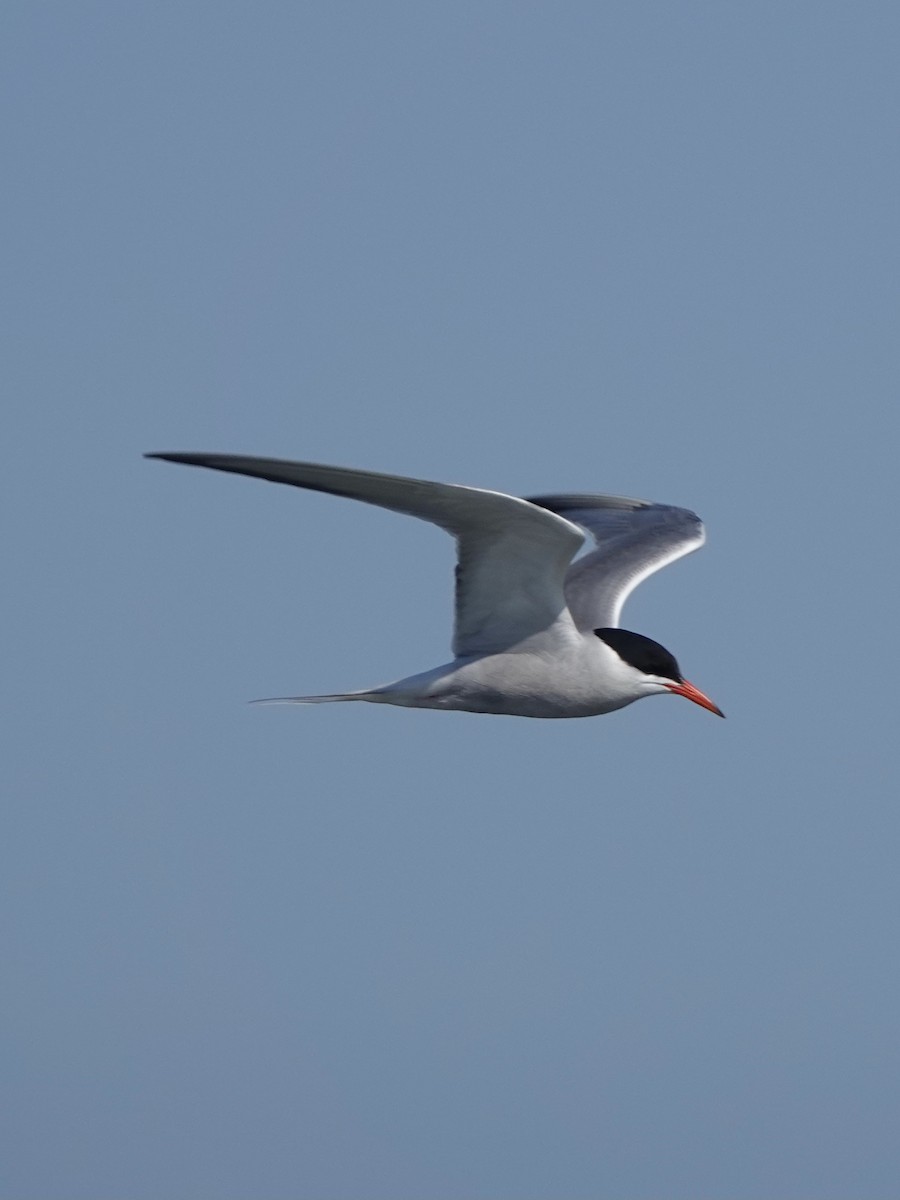 Common Tern - ML621669321