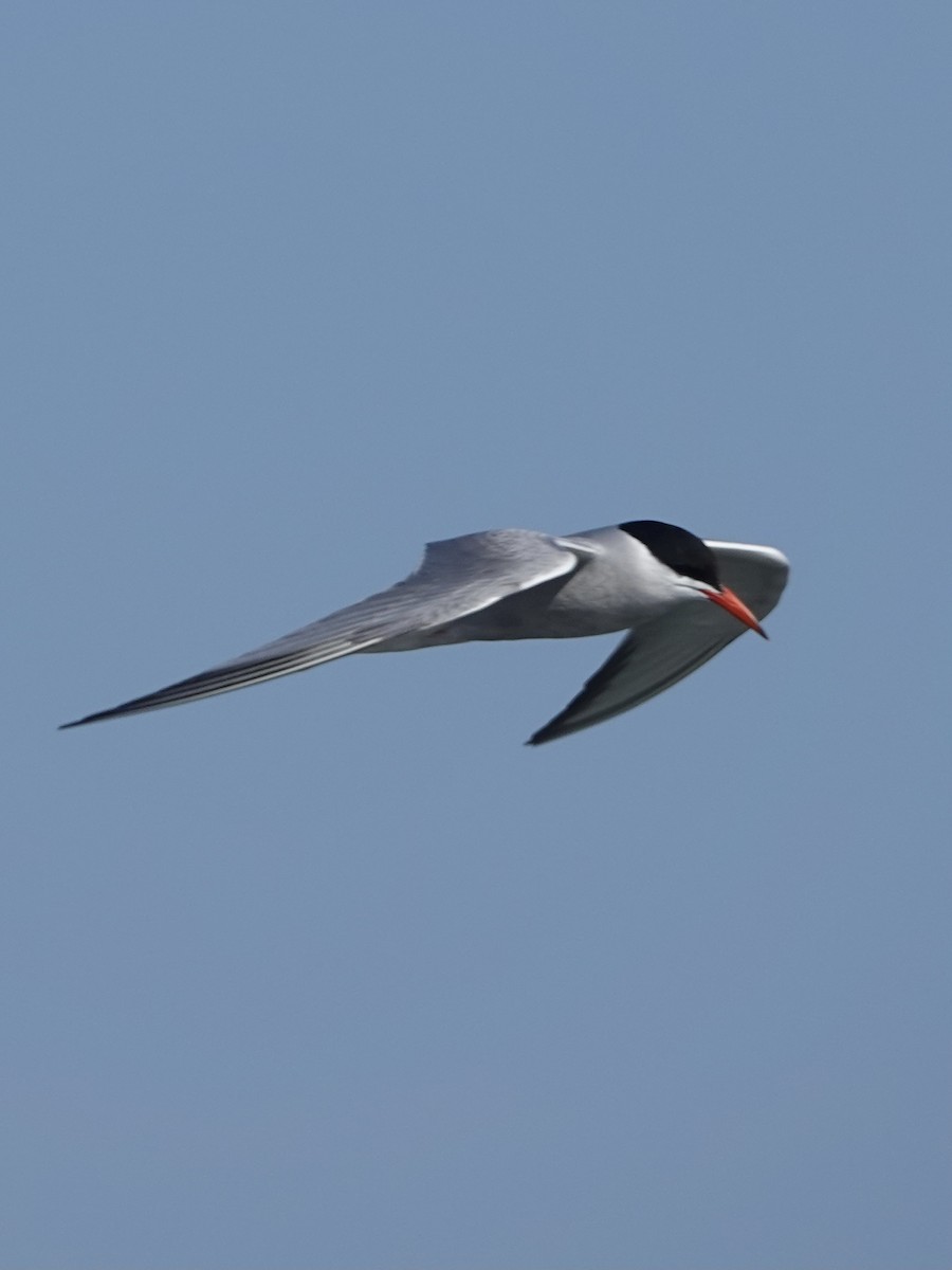 Common Tern - ML621669322
