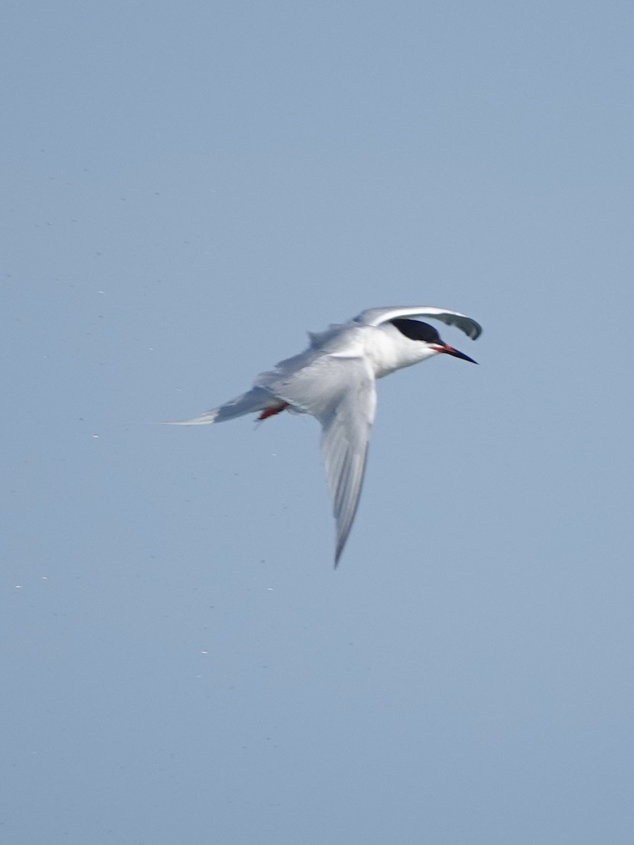 Roseate Tern - Howie Nielsen