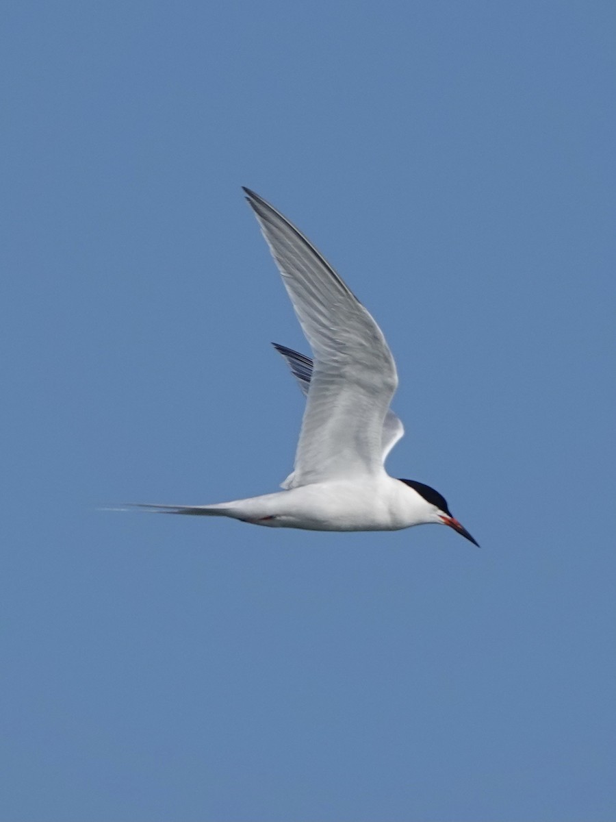 Roseate Tern - ML621669332