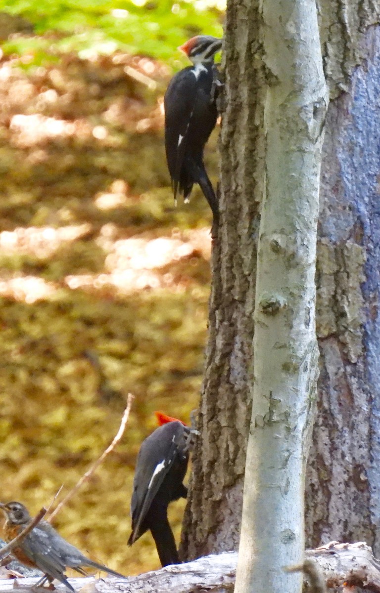 Pileated Woodpecker - ML621669357