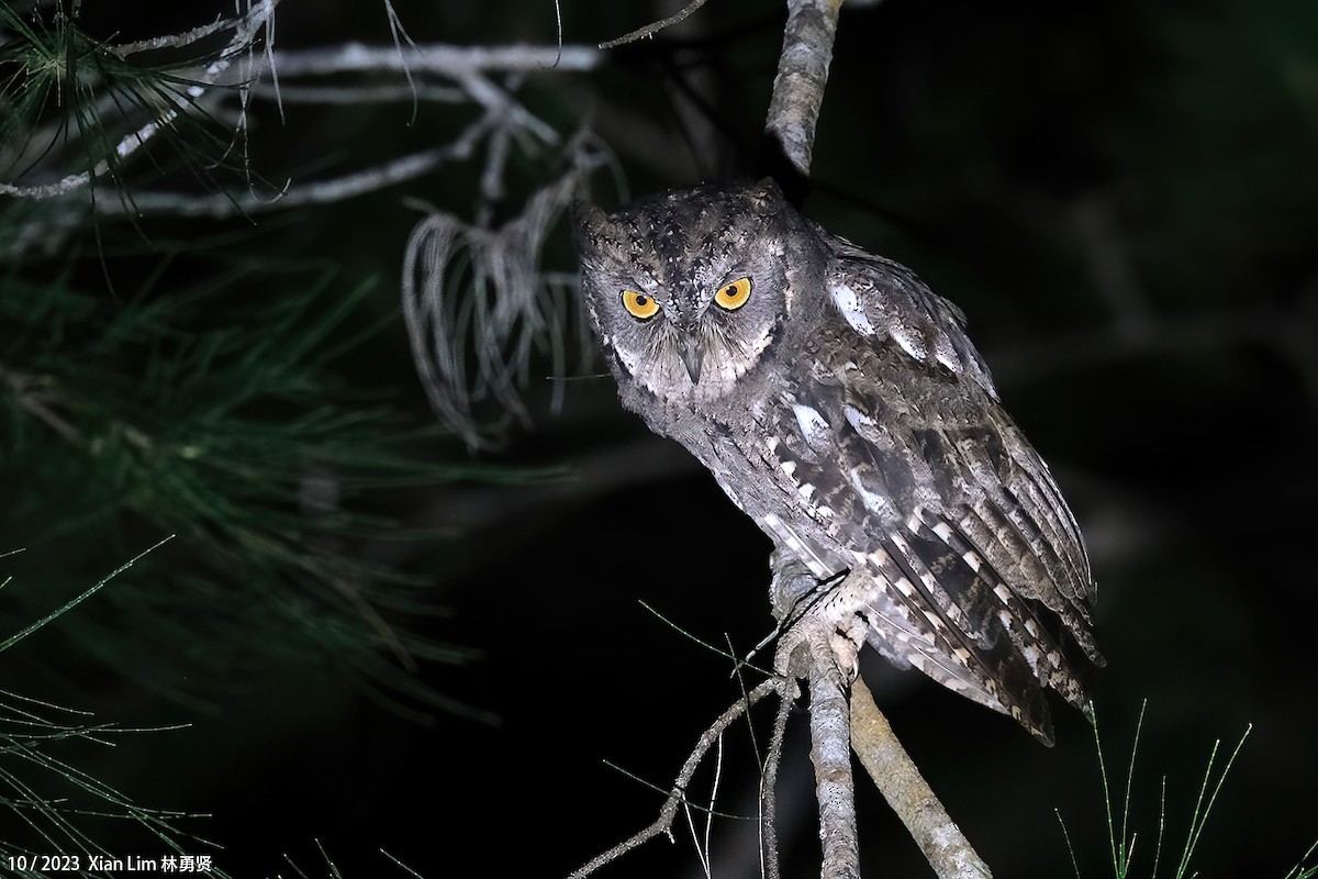 Mantanani Scops-Owl - ML621669397