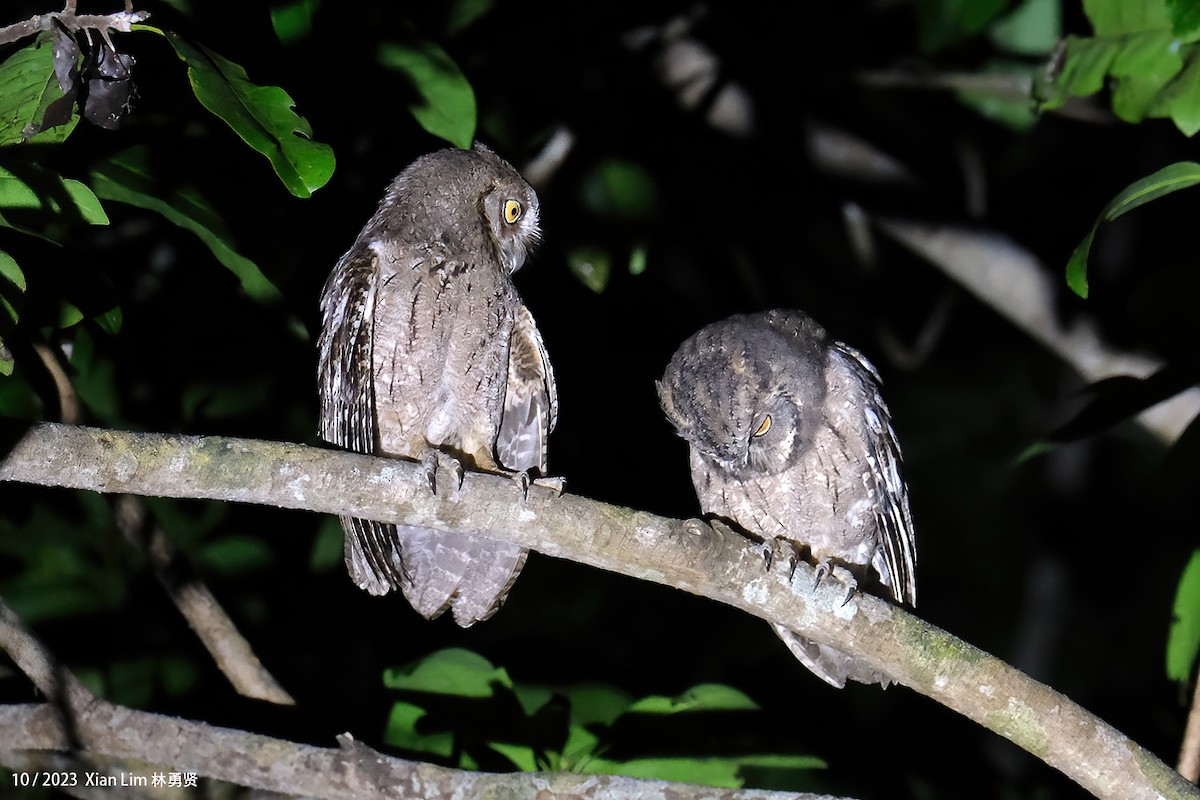 Mantanani Scops-Owl - ML621669398