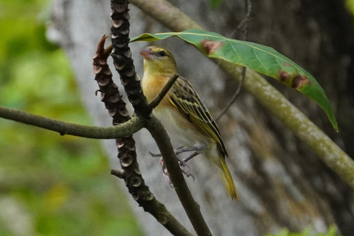 Golden-backed Weaver - Tracy Heng