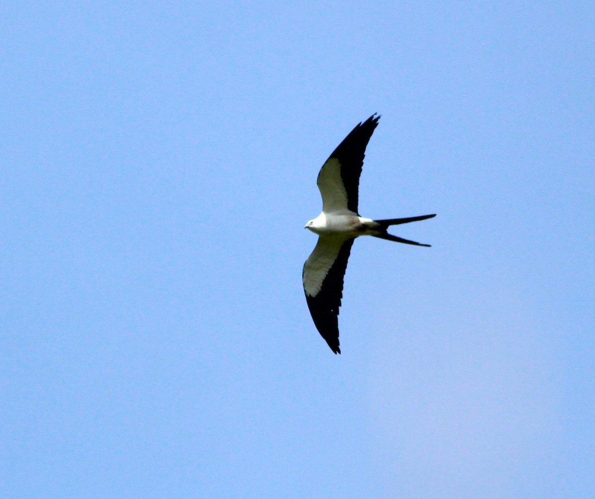 Swallow-tailed Kite - ML621669437