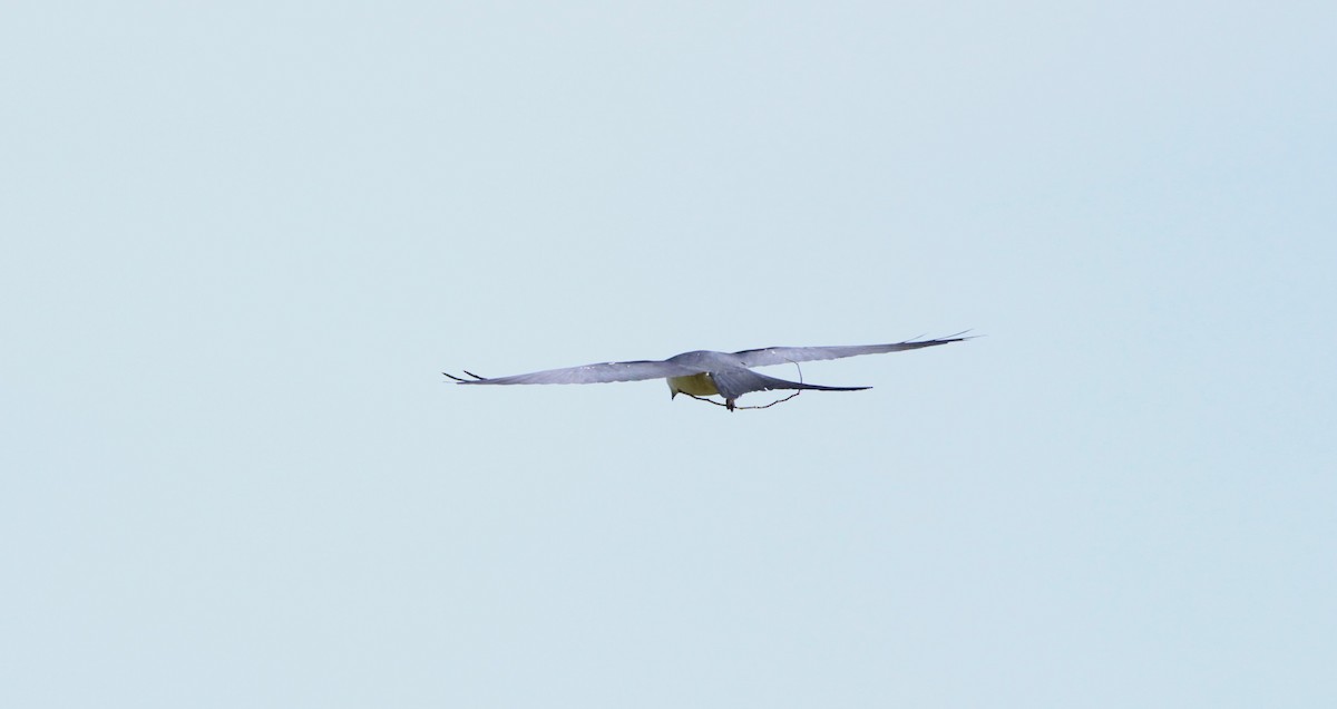 Swallow-tailed Kite - ML621669438