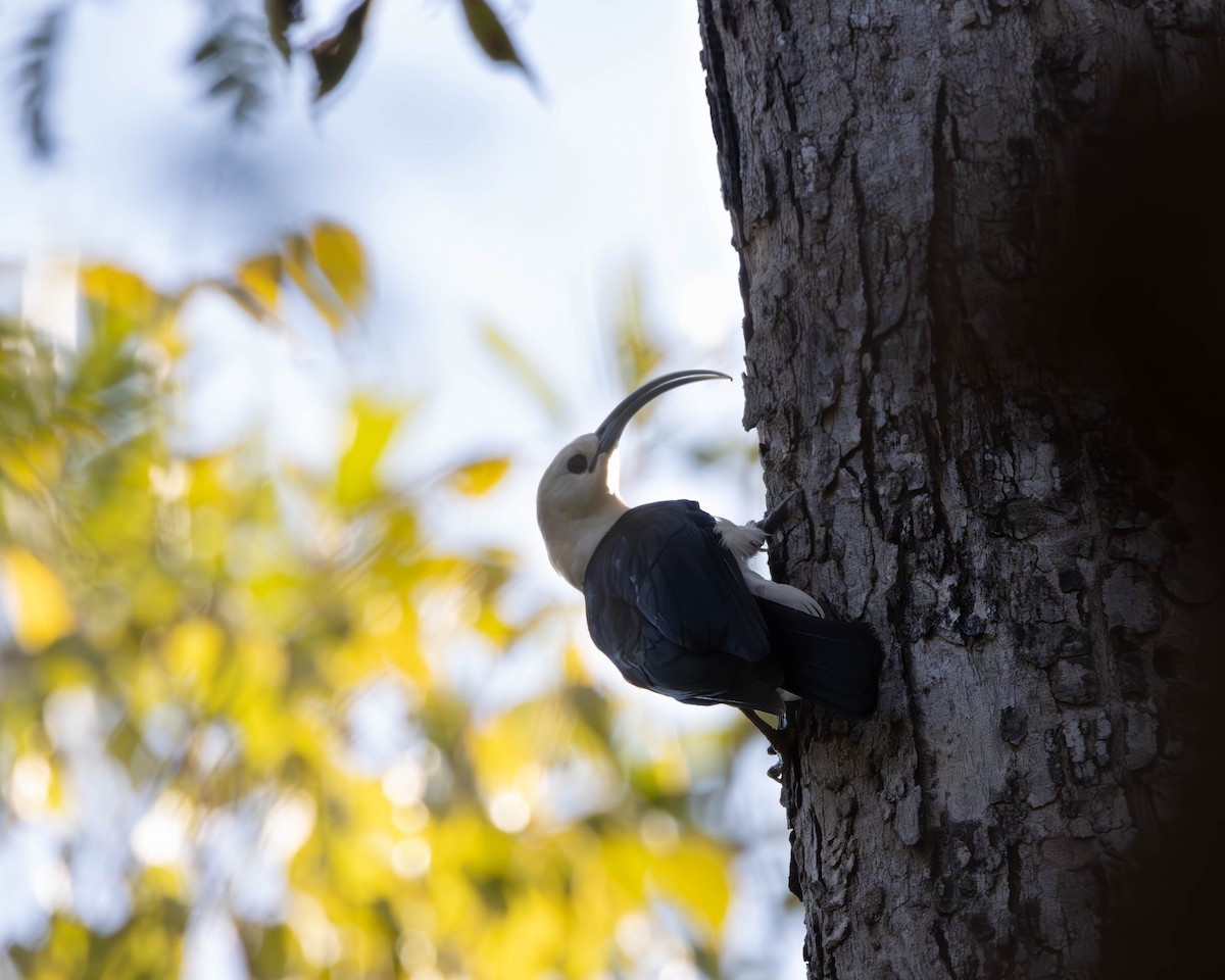 Sickle-billed Vanga - ML621669449