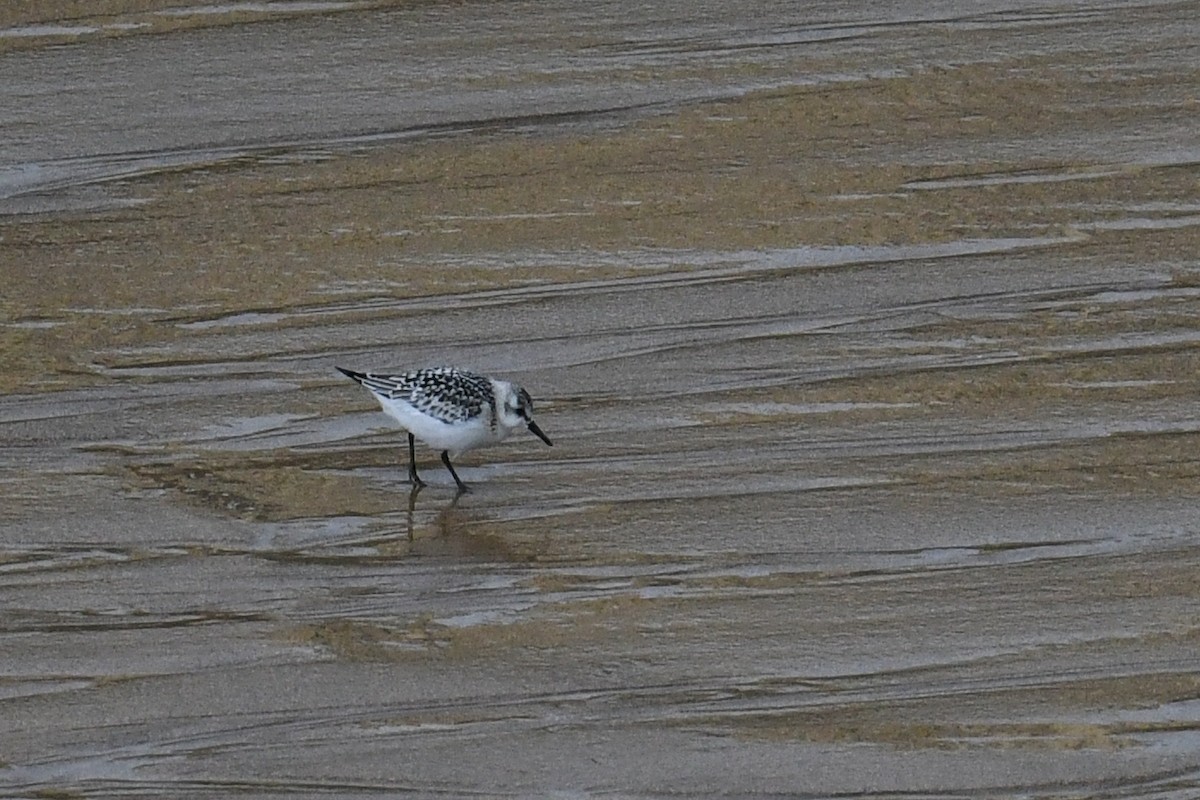 Sanderling - ML621669515