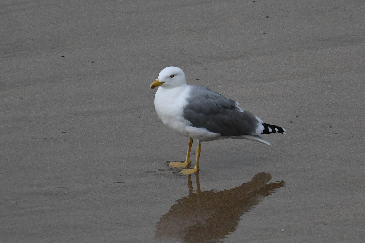 Lesser Black-backed Gull - ML621669520