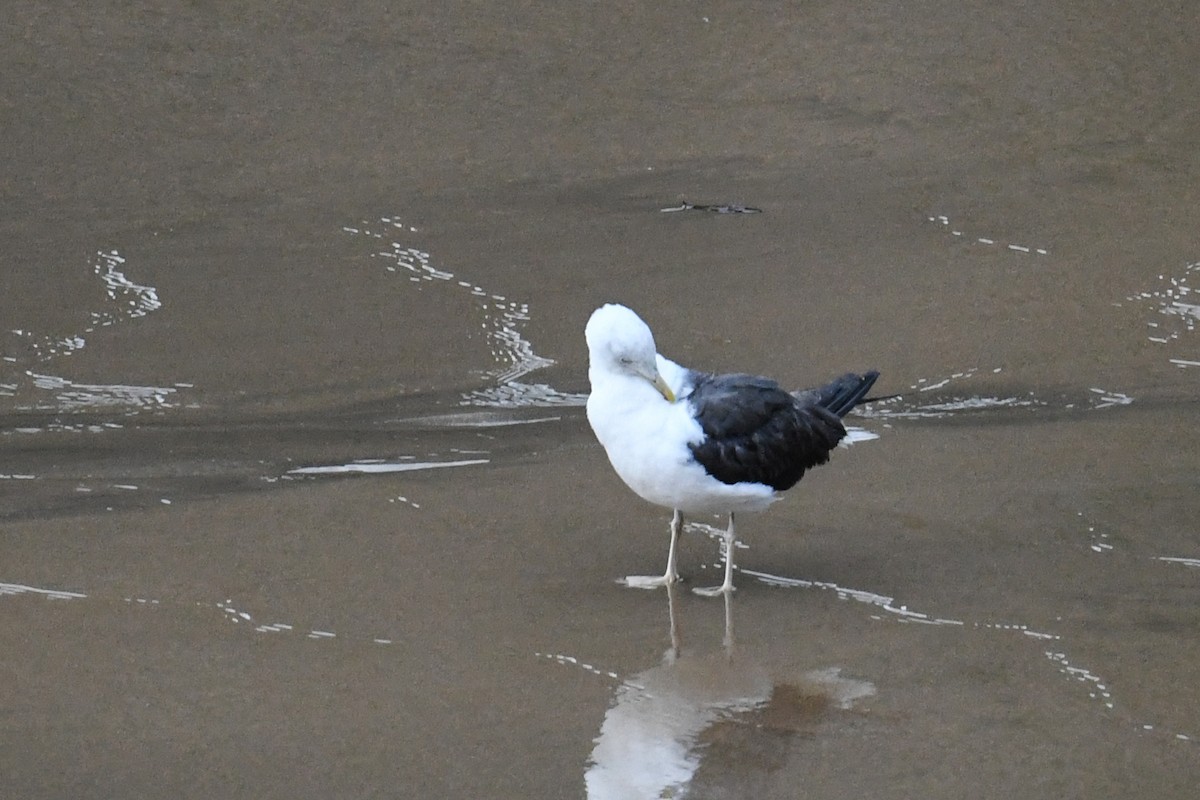 Lesser Black-backed Gull - ML621669522