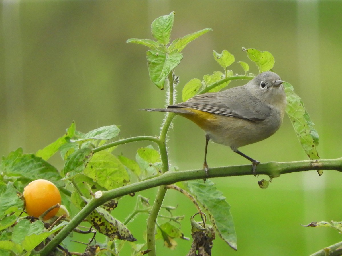 Virginia's Warbler - ML621669535