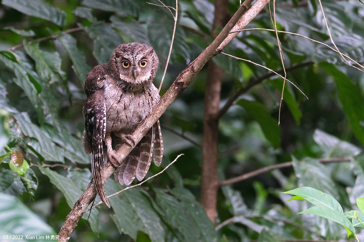 Mantanani Scops-Owl - ML621669587