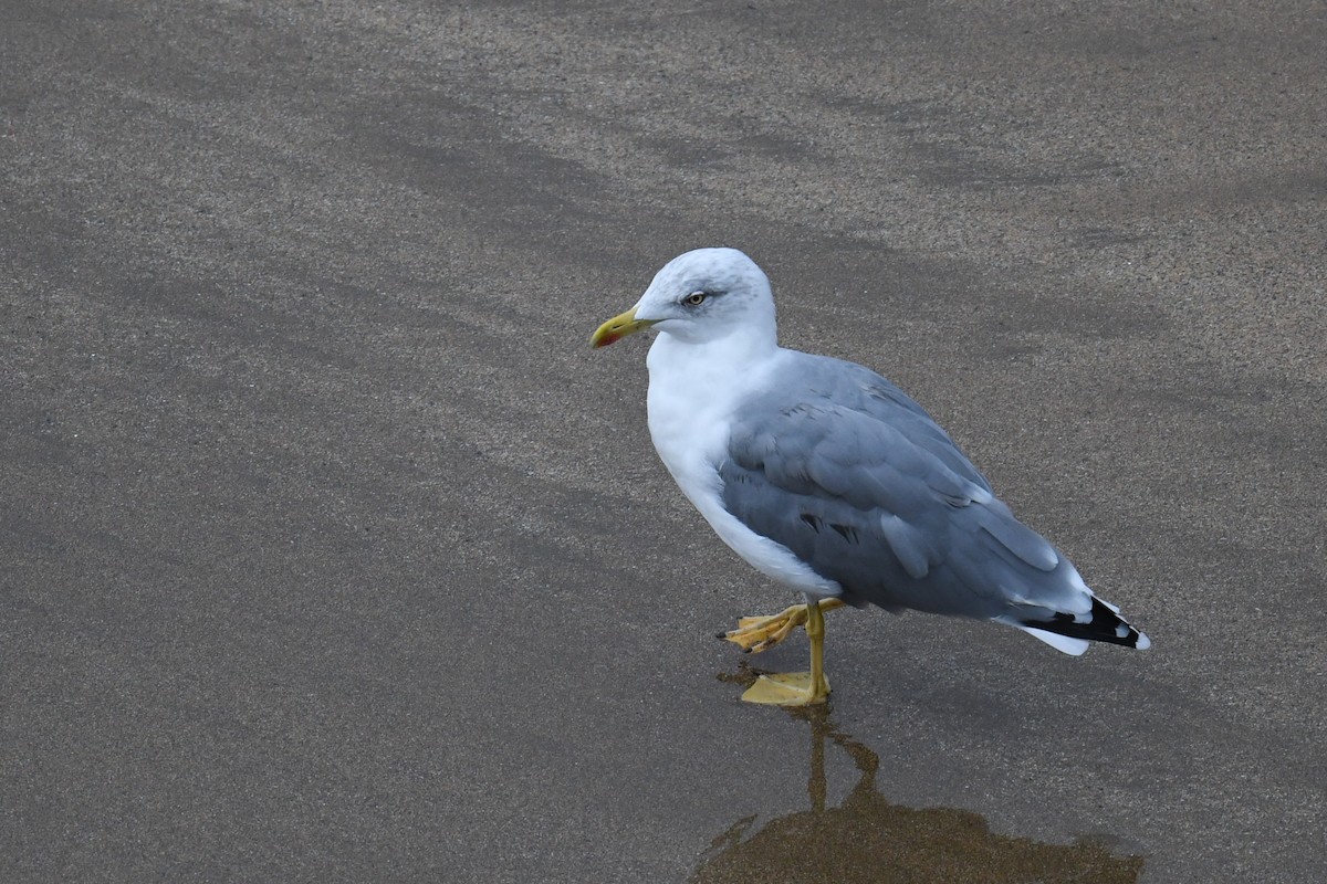 Yellow-legged Gull - ML621669593