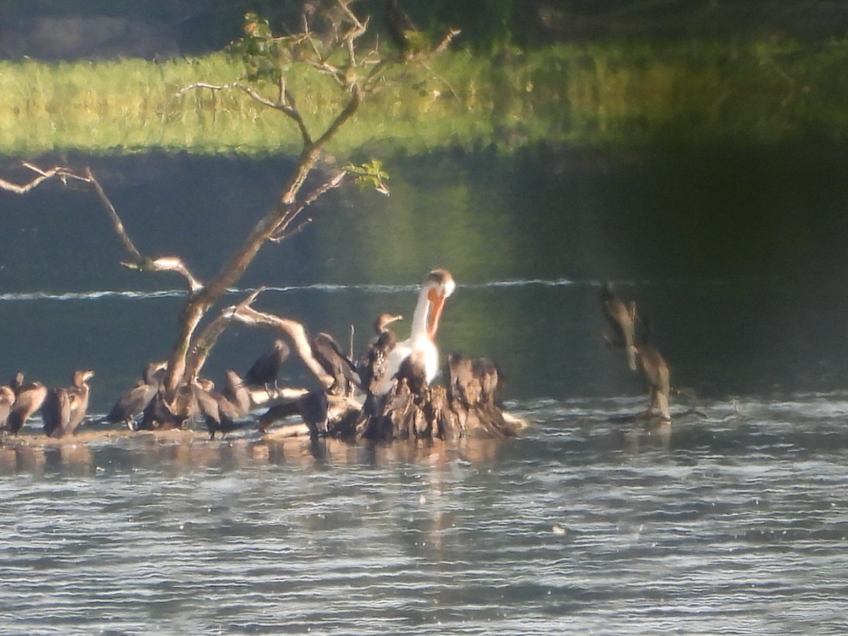 American White Pelican - ML621669641