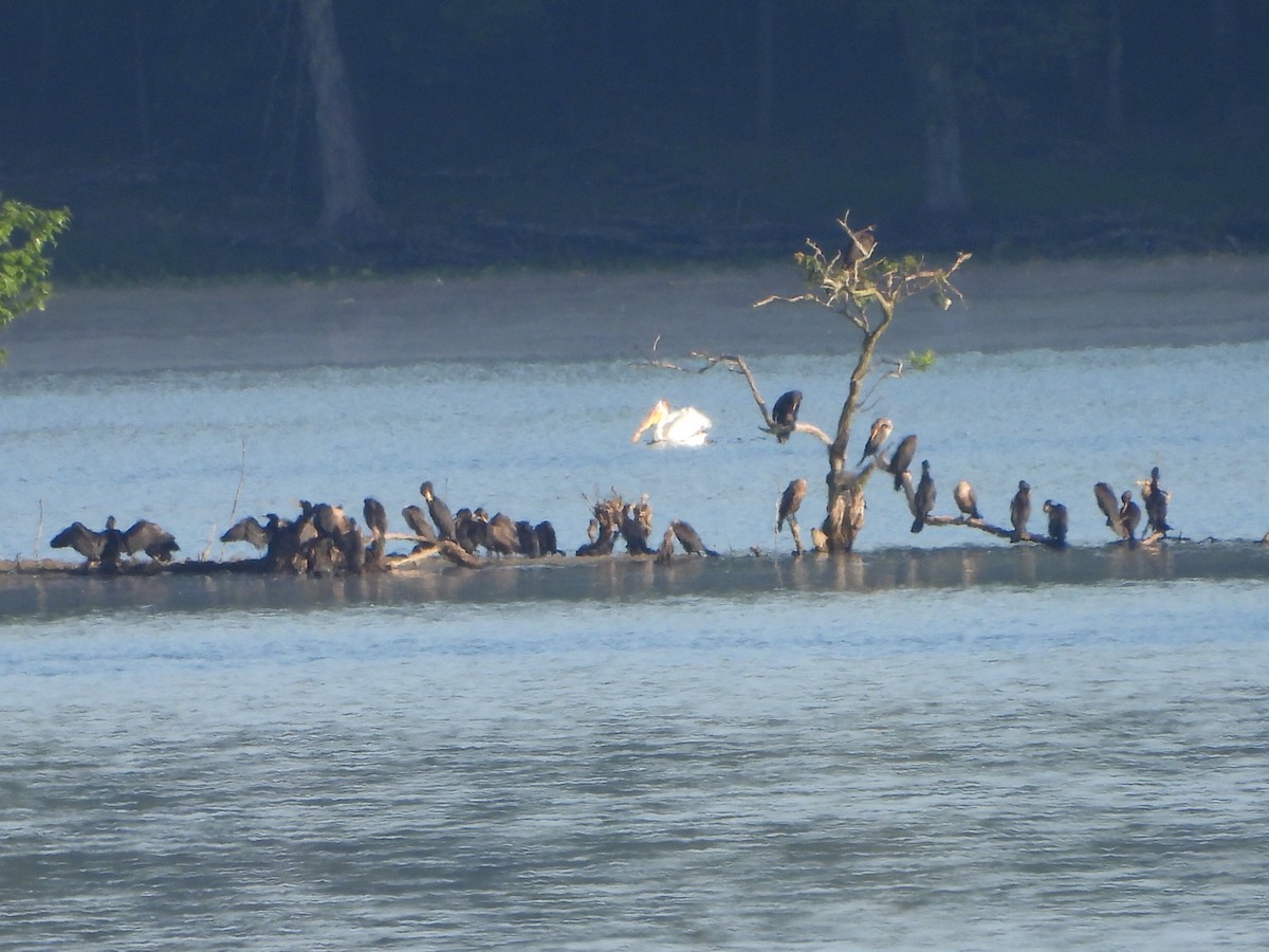 American White Pelican - ML621669647