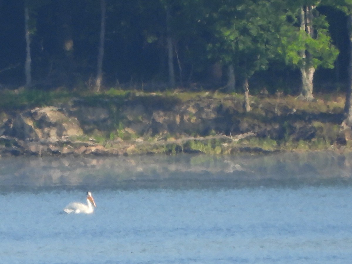 American White Pelican - ML621669656