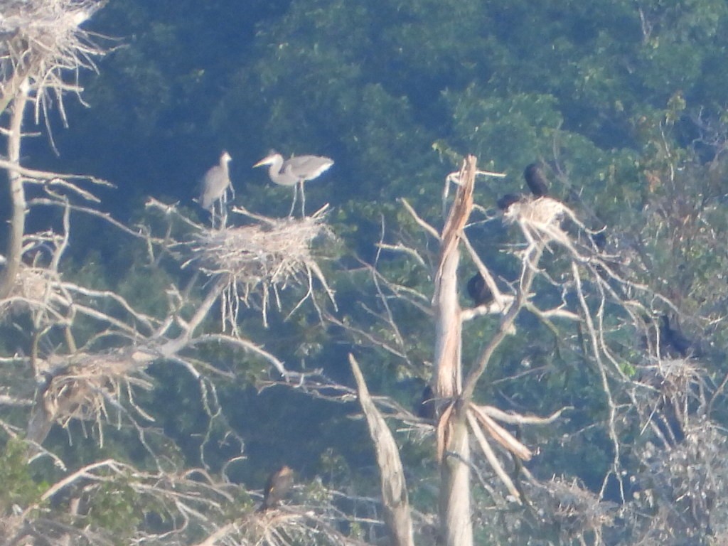 Great Blue Heron - ML621669660