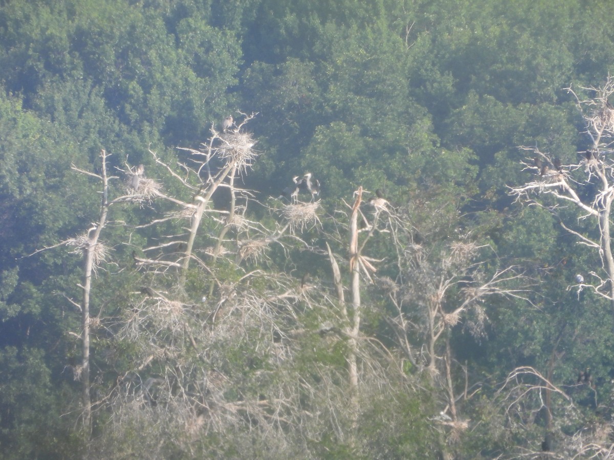 Great Blue Heron - ML621669664