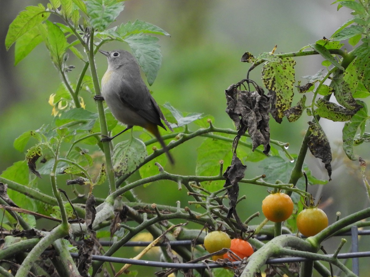 Virginia's Warbler - ML621669673