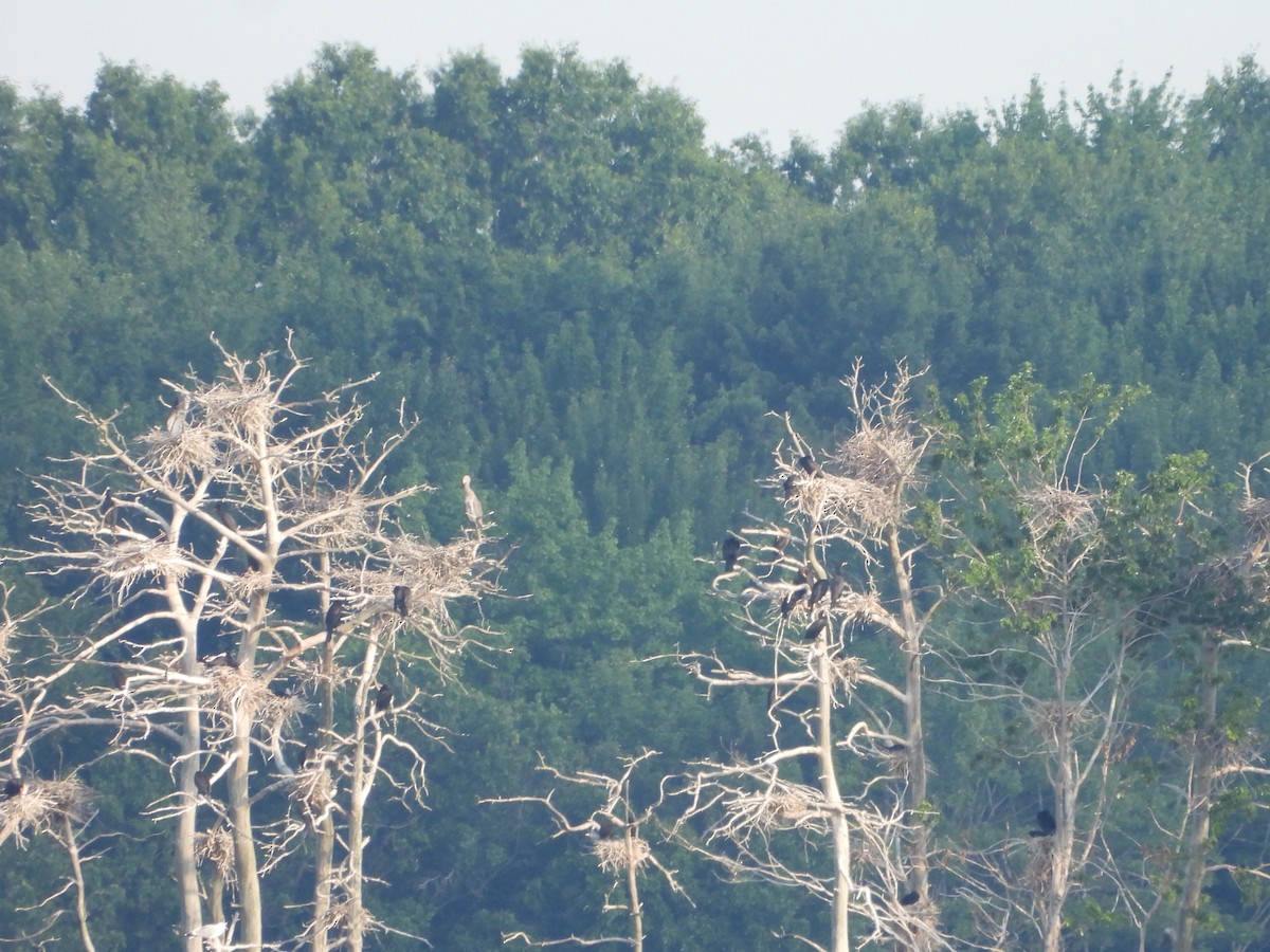 Double-crested Cormorant - ML621669678