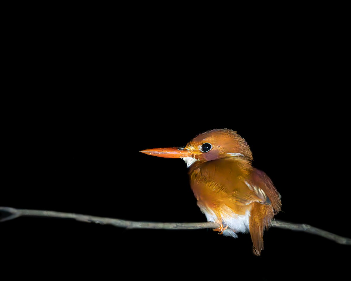 Madagascar Pygmy Kingfisher - ML621669681