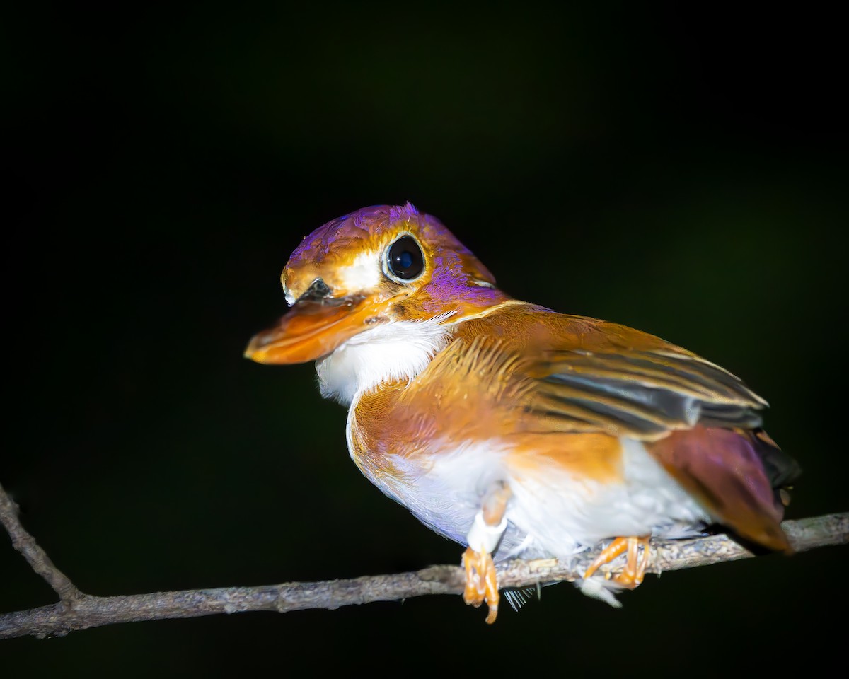 Madagascar Pygmy Kingfisher - ML621669682