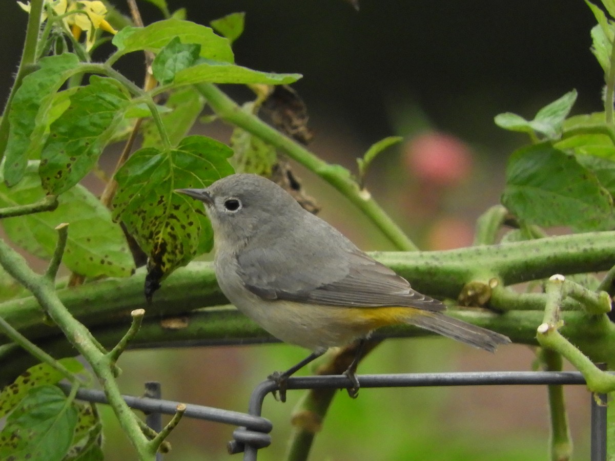 Virginia's Warbler - ML621669684