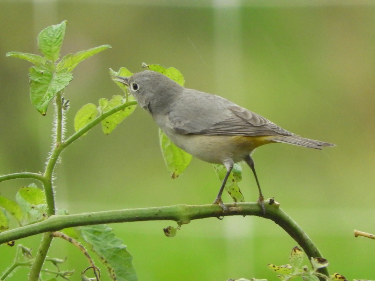 Virginia's Warbler - ML621669691