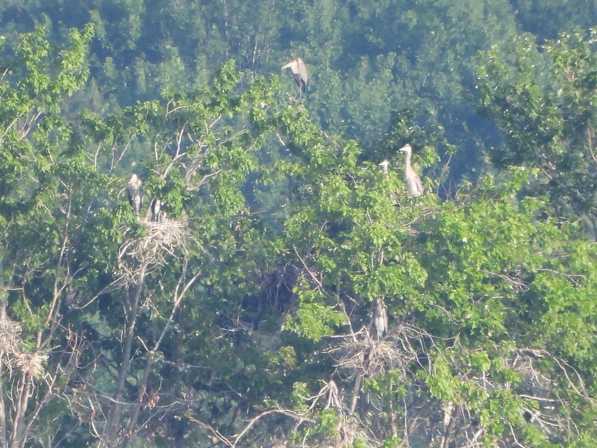 Great Blue Heron - ML621669692