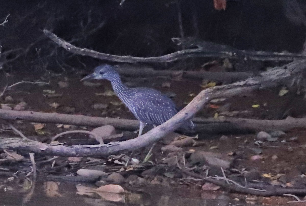 Yellow-crowned Night Heron - ML621669696