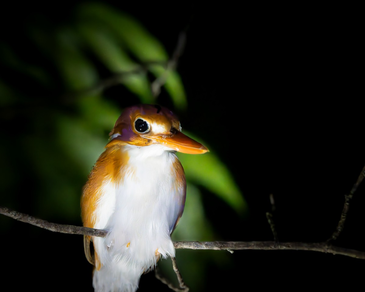 Madagascar Pygmy Kingfisher - ML621669697