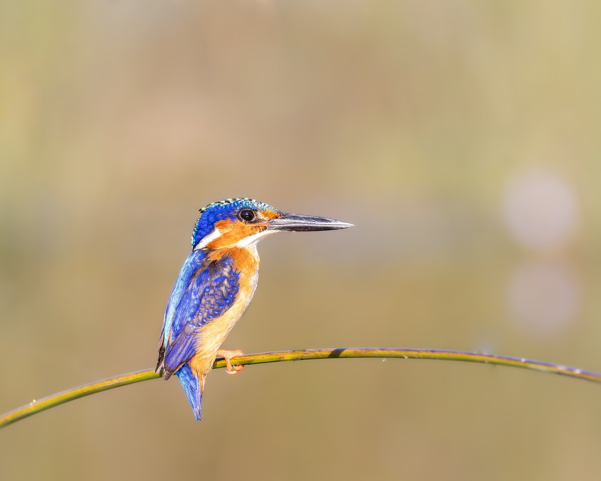 Malagasy Kingfisher - ML621669698