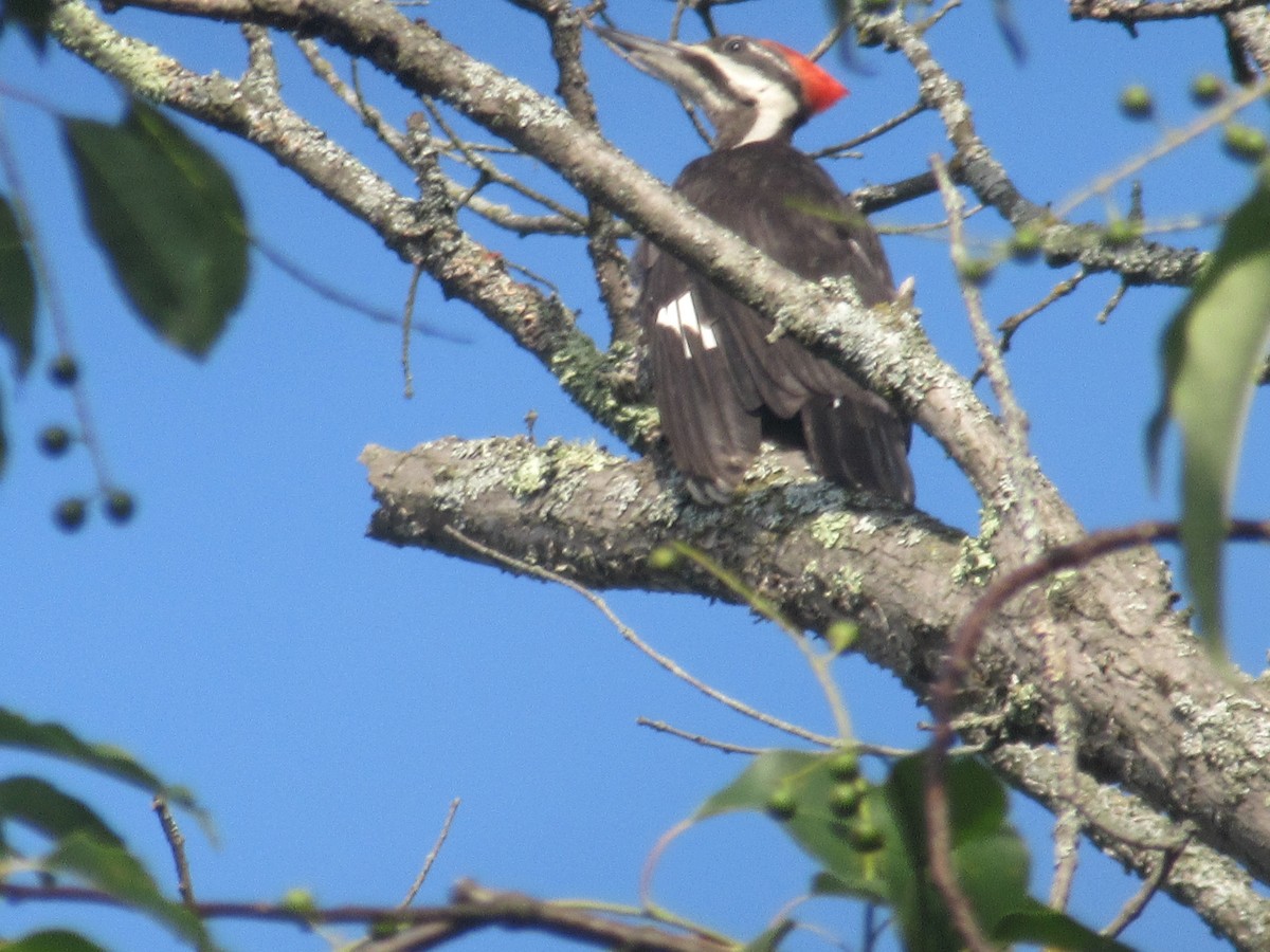 Pileated Woodpecker - ML621669709