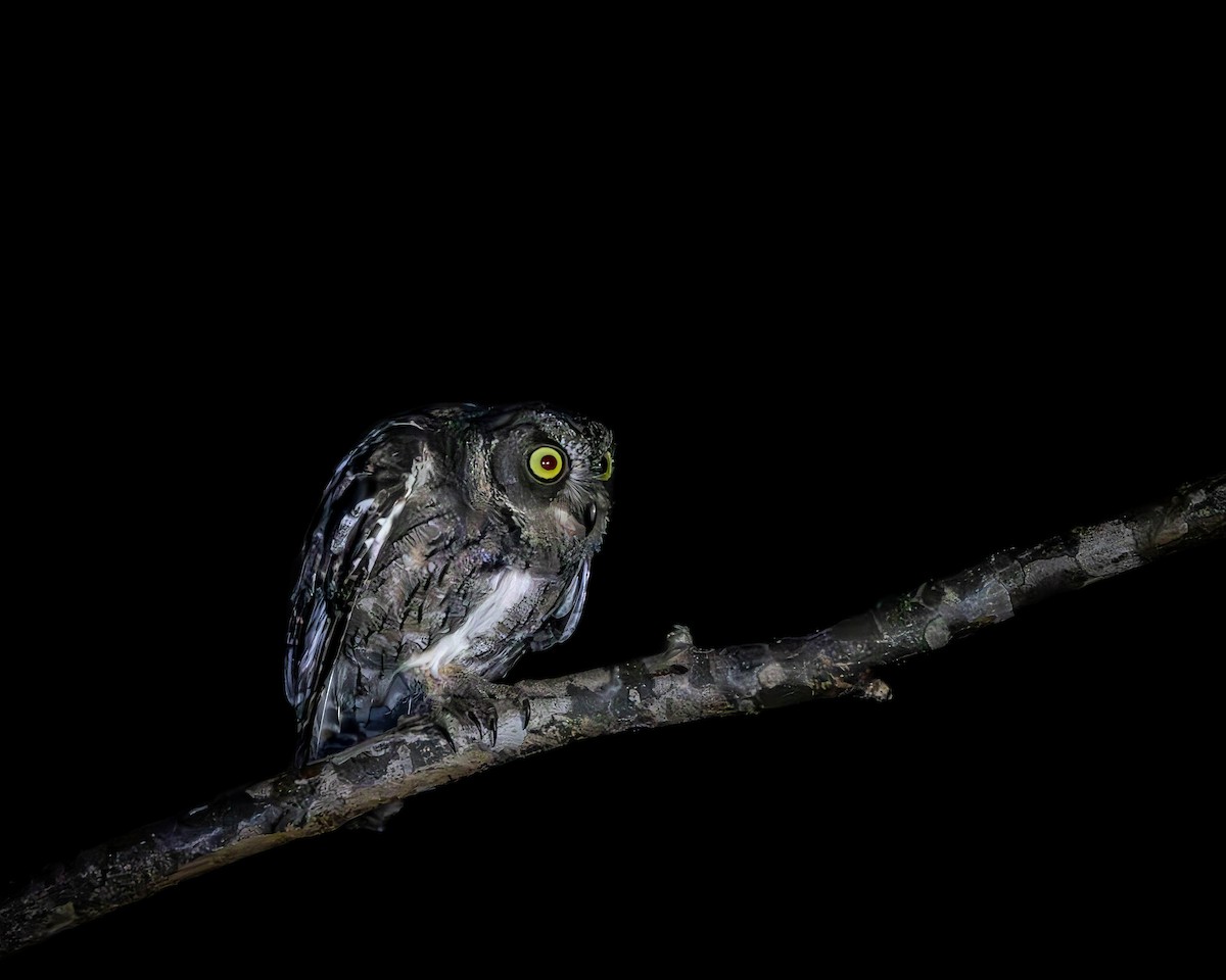 Madagascar Scops-Owl - ML621669714