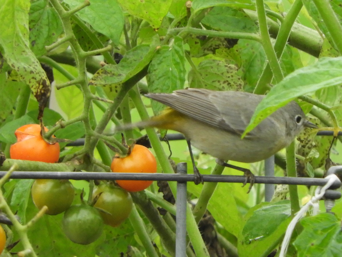 Virginia's Warbler - ML621669715