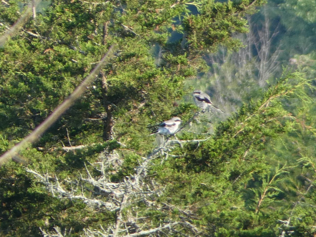 Loggerhead Shrike - ML621669719