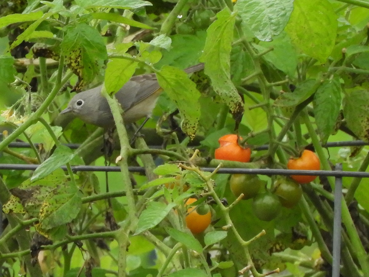 Virginia's Warbler - ML621669729